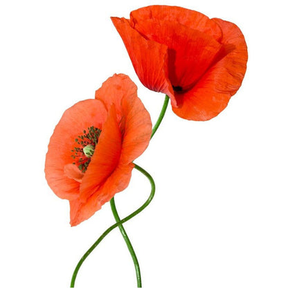 MORROCAN SKIN Poppy powder: Aker fassi POWDER for natural tint.5g - SALE